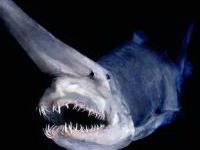 акула гоблин