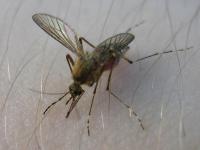 комар