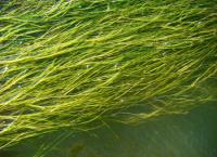 морские водоросли морские водоросли